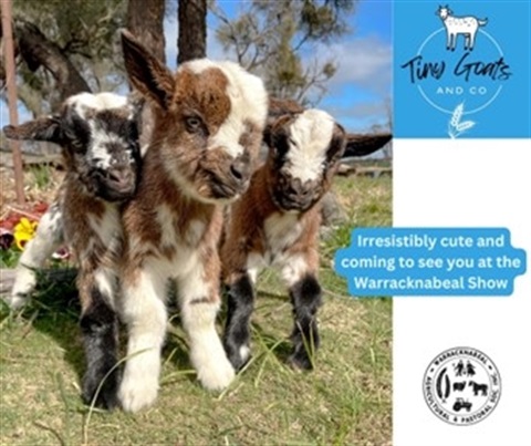 miniature-goats.jpg