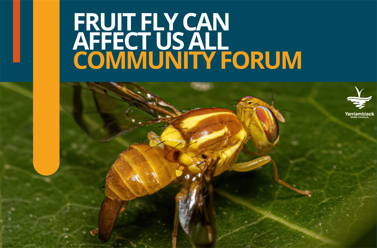 Fruit Fly Can Affect Us All - Community Forum - Yarriambiack Shire Council