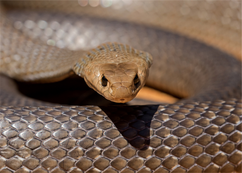 Brown snake close up