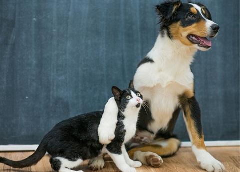 Dog and cat hugging_stock image.jpg