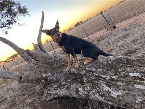 Dog on Stump at Sunset.jpg
