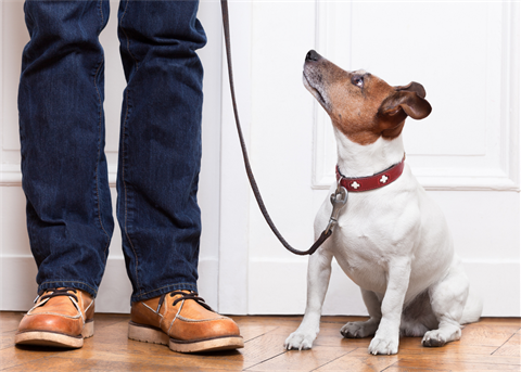 dog on leash looking up at owner