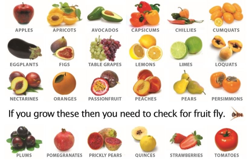 QFF host fruit (photos).jpg