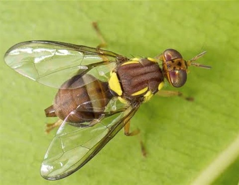 Queensland-fruit-fly.jpg