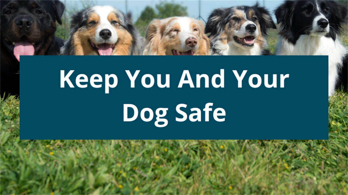 Image showcasing Keep You and Your Dog Safe - Yarriambiack Shire Council
