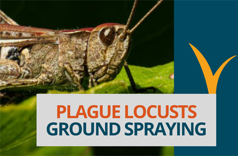 Locust Plague - Ground Spraying - tile.png